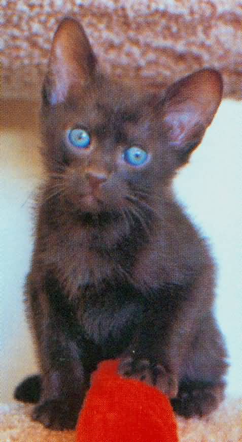 Havana Brown Kitten With Blue Eyes