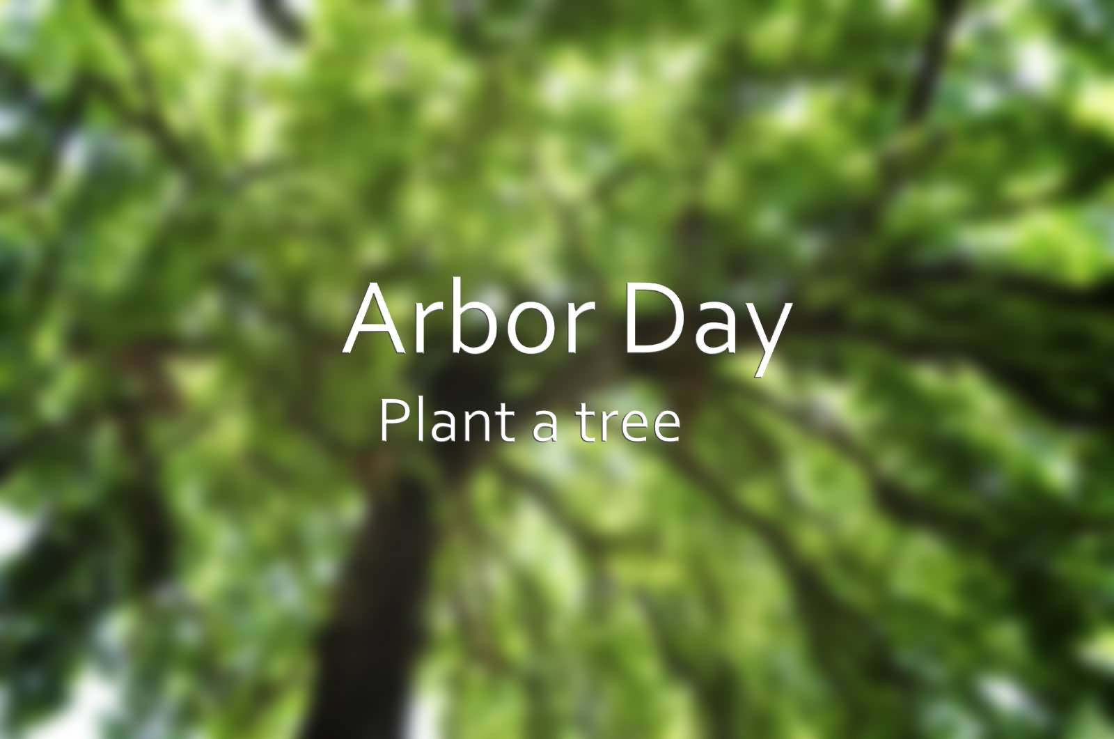 It's Arbor Day Plant A Tree