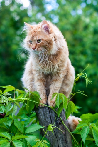 Laperm Cat In Forest