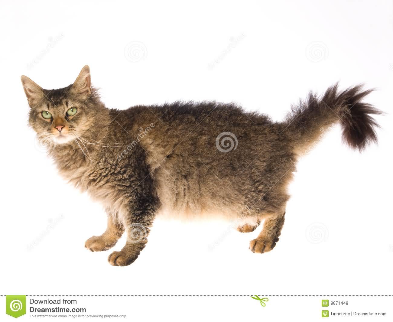Laperm Cat On White Background