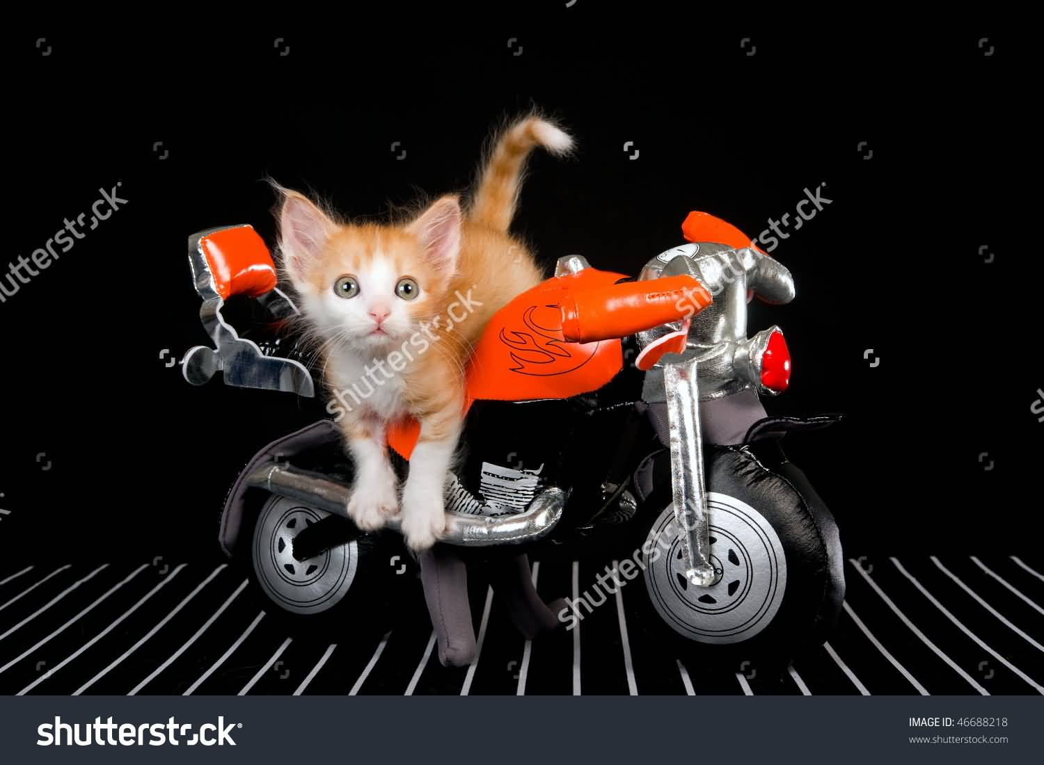 Laperm Kitten On Soft Toy Motorbike Posing For Photo