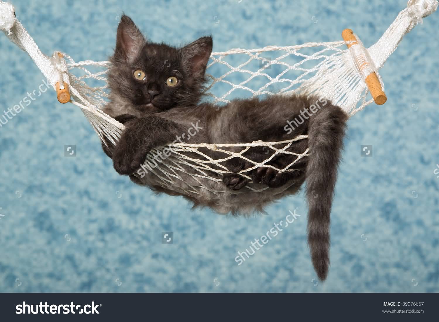 Laperm Kitten Relaxing In Mini Hammock
