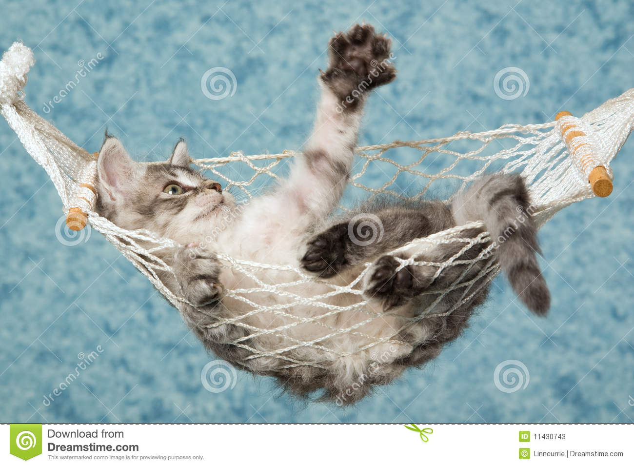 Laperm Kitten Relaxing In Net