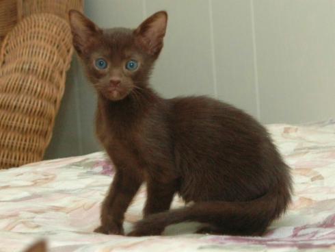 Little Havana Brown Kitten