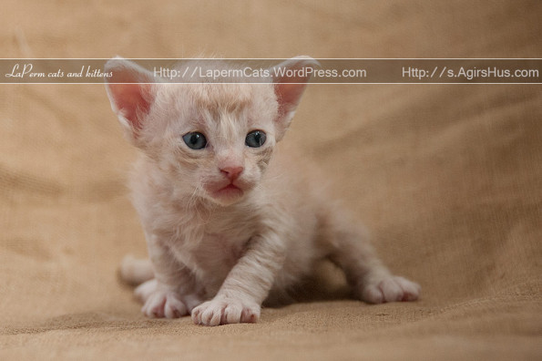 Little Laperm Kitten Picture