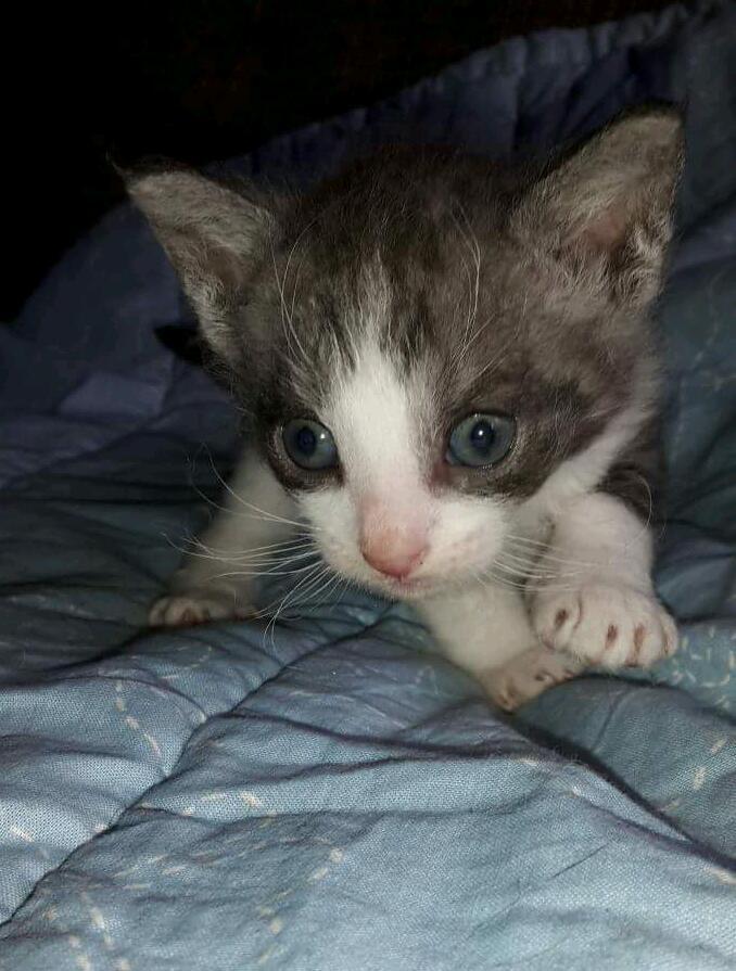 Little Male Laperm Kitten Photo