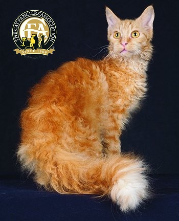 Long Hair Orange Laperm Cat