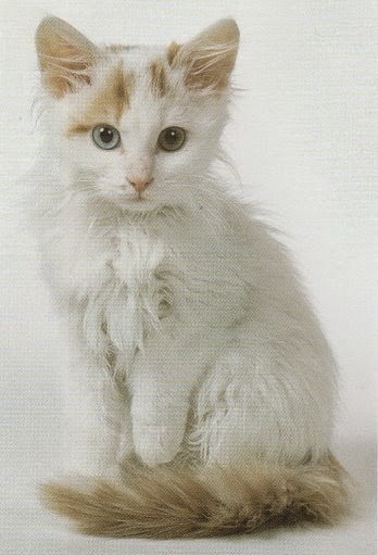 Long Hair Turkish Van Kitten Sitting