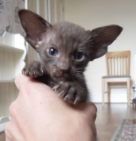 Miniature Havana Brown Kitten In Hand