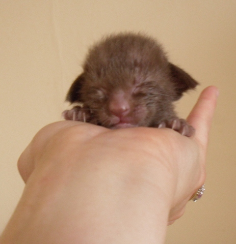 New Born Havana Brown Kitten