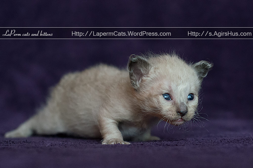 New Born Laperm Kitten