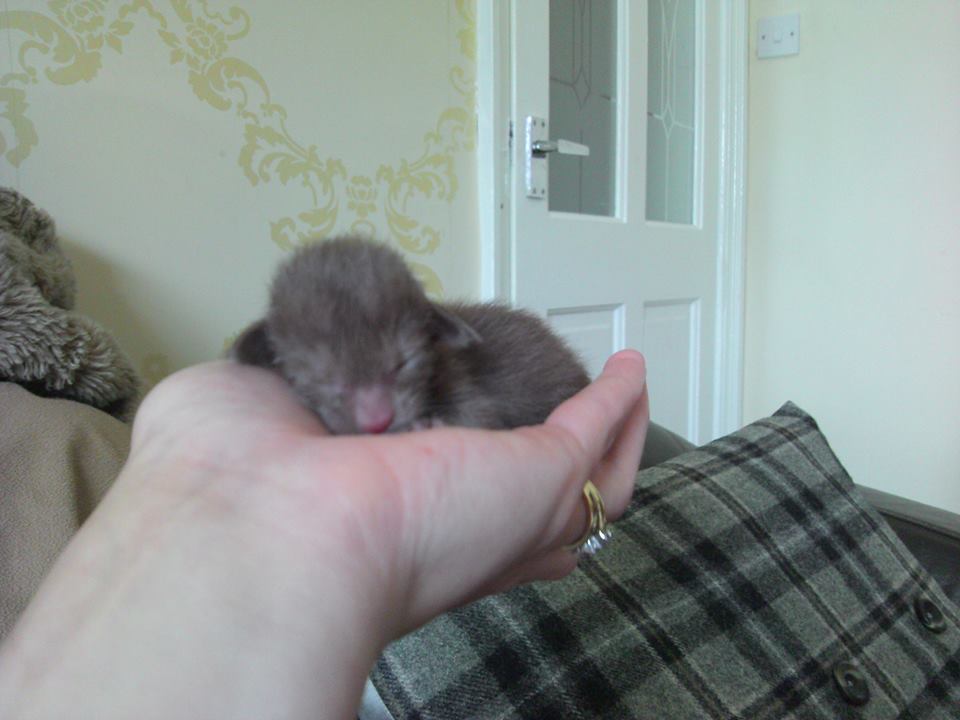 New Born Miniature Havana Brown Kitten In Hand