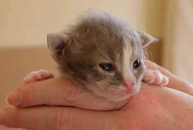 New Born Miniature Laperm Kitten In Hands