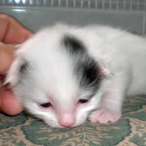New Born Miniature Turkish Van Kitten