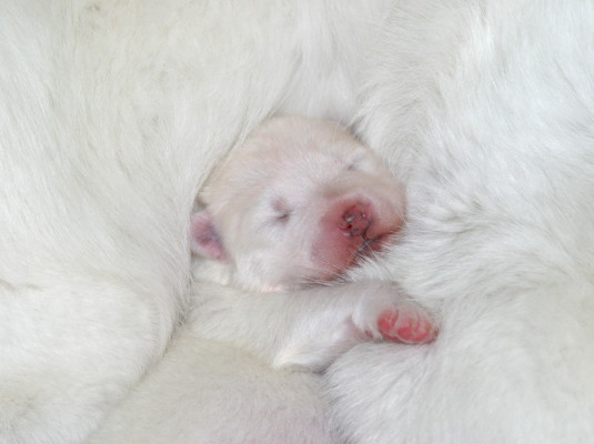 New Born Samoyed Puppy