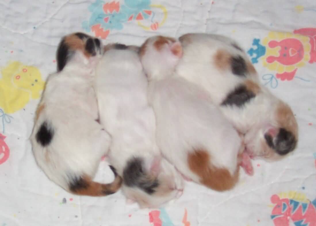 New Born Turkish Van Kittens