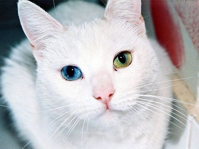 Odd Eyed Turkish Van Cat Face Closeup