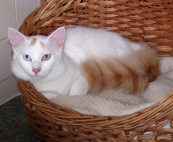 Odd Eyed Turkish Van Cat Sitting In Basket
