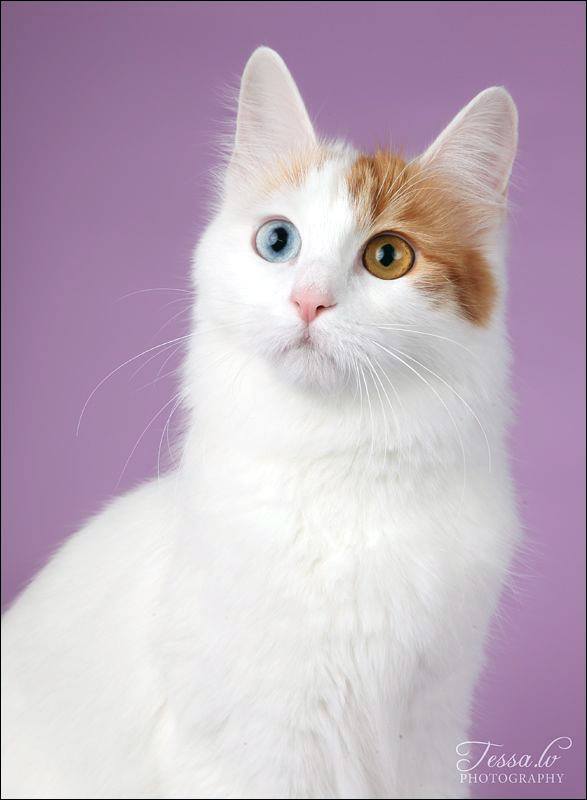 Odd Eyes Turkish Van Cat Picture