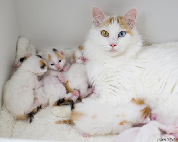 Odd Eyes Turkish Van Cat With New Born Kittens
