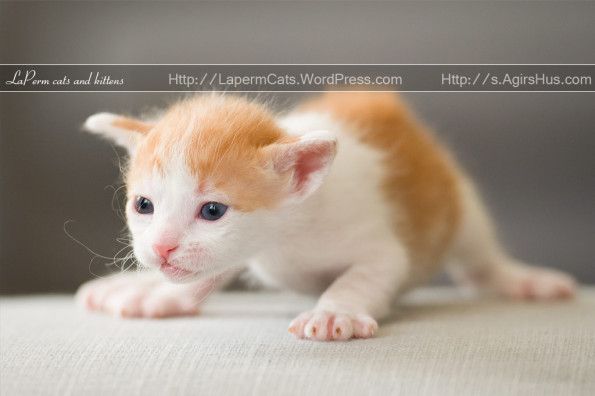 Orange And White 3 Weeks Old Laperm Kitten