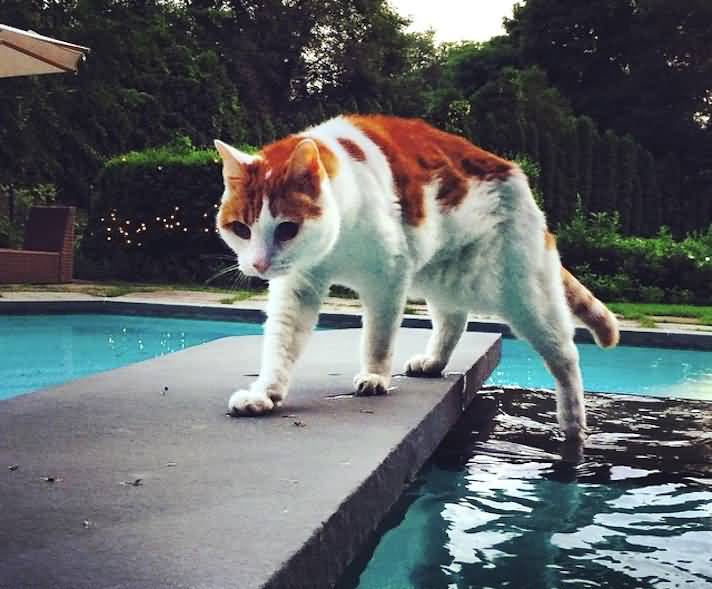 Orange And White Turkish Van Cat Coming Out Of The Pool