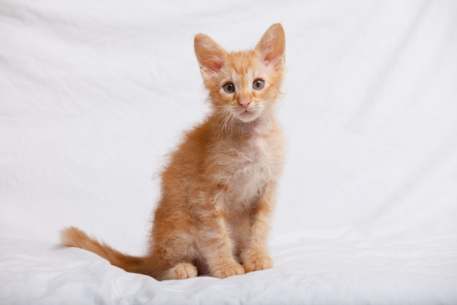 Orange Laperm Kitten Sitting On White Background