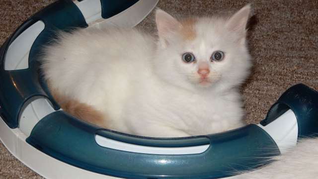 Picture Of Cute Turkish Van Kitten