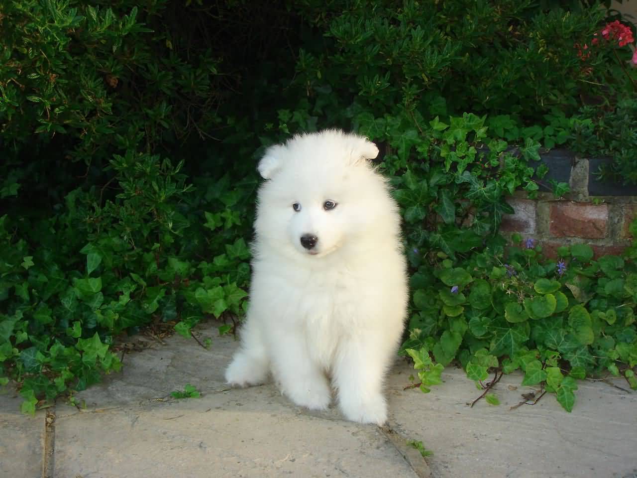 Pure White Samoyed Puppy