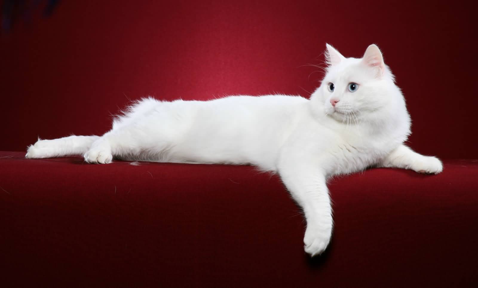 Pure White Turkish Van Cat With Blue Eyes