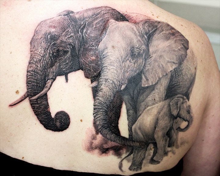 Realistic Elephant Family Tattoo On Right Back Shoulder