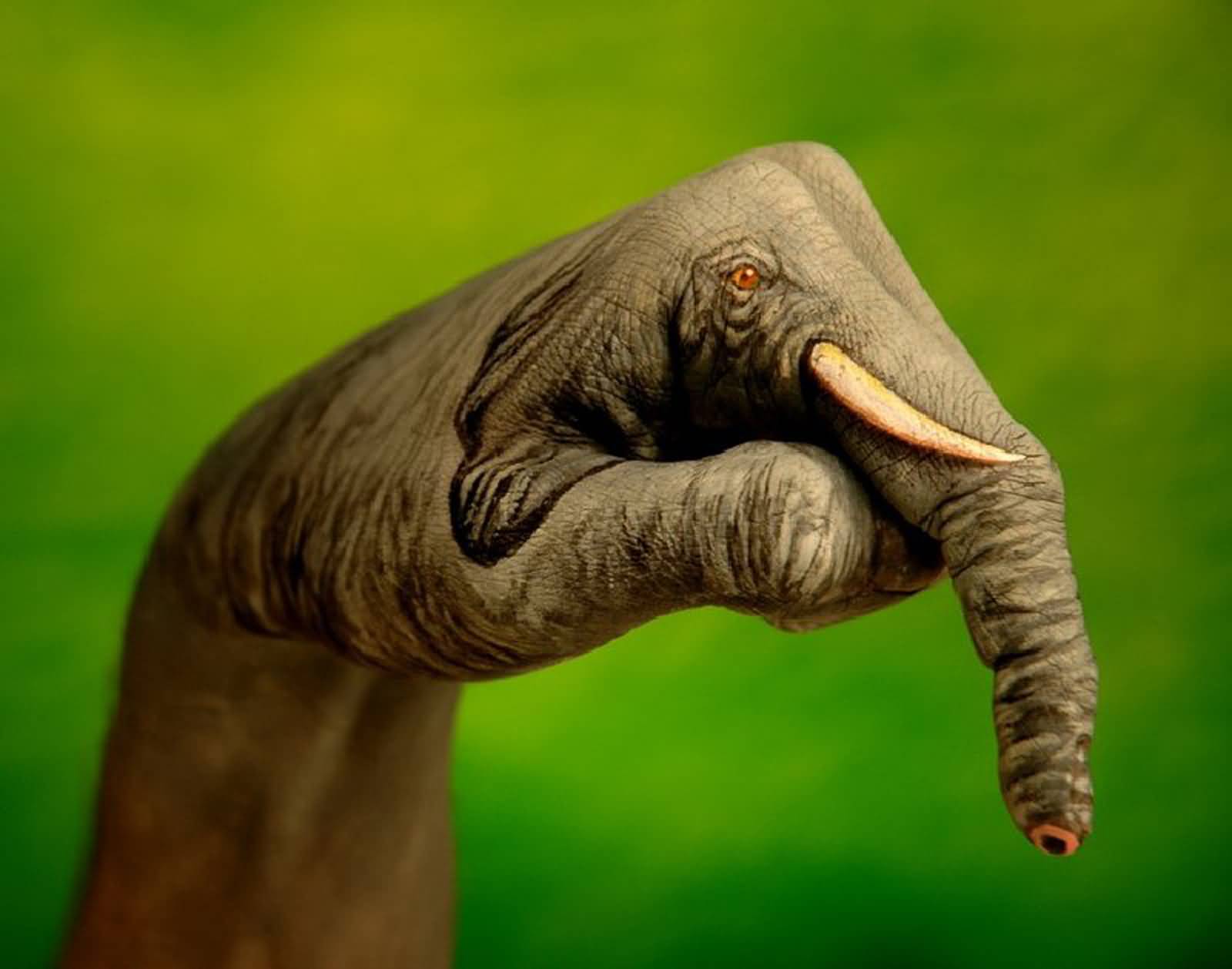 Realistic Elephant Tattoo On Left Hand