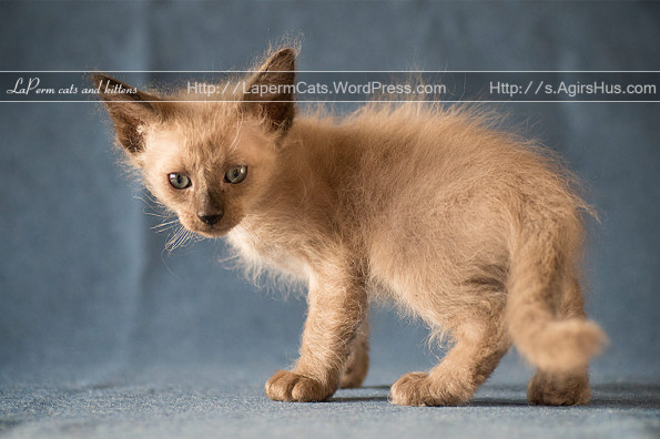 Red Laperm Kitten With Long Hair