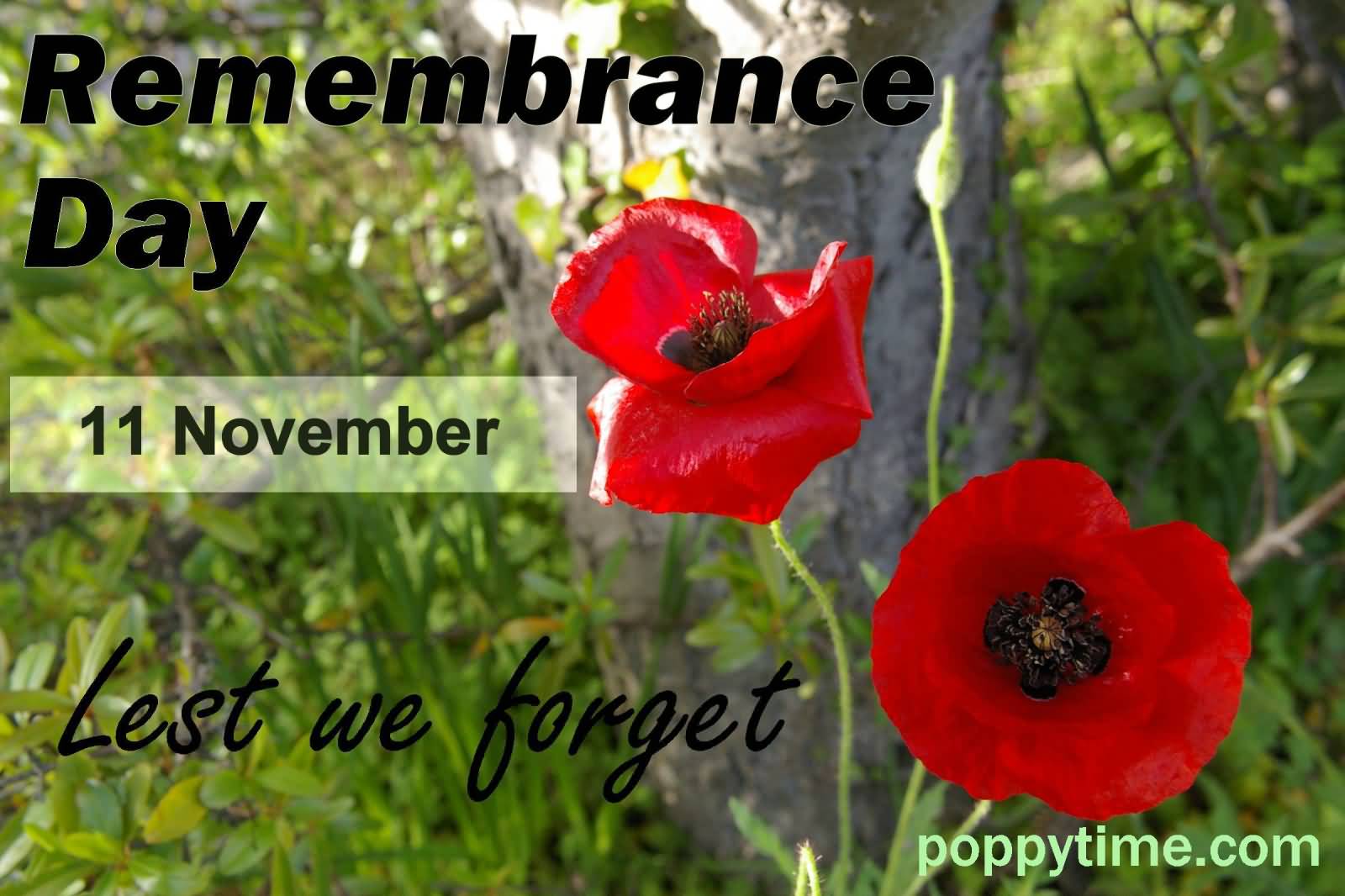 Remembrance Day 11 November Lest We Forget