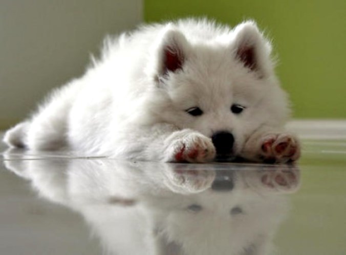 Sad Samoyed Puppy Laying On Floor