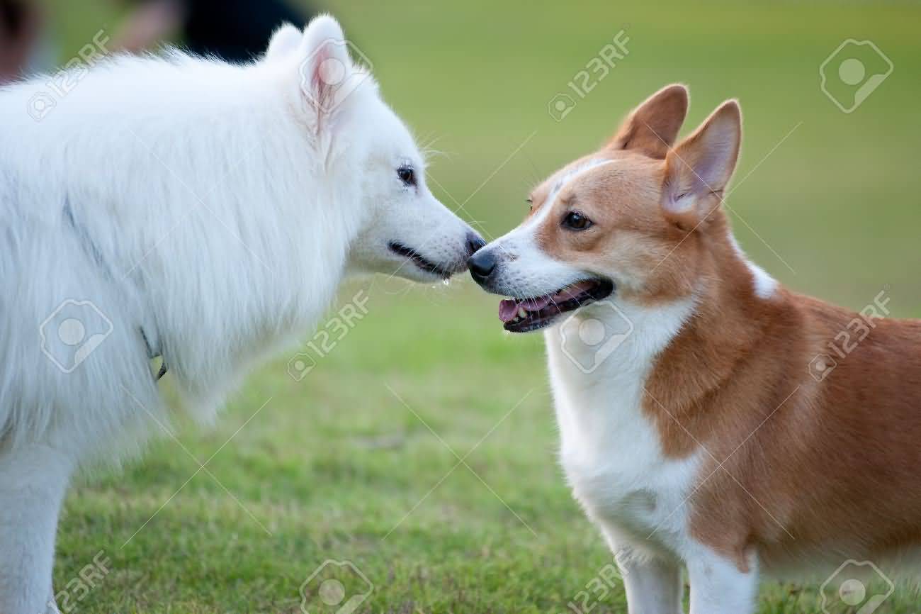 Samoyed And Welsh Corgi Playing Together On The Lawn