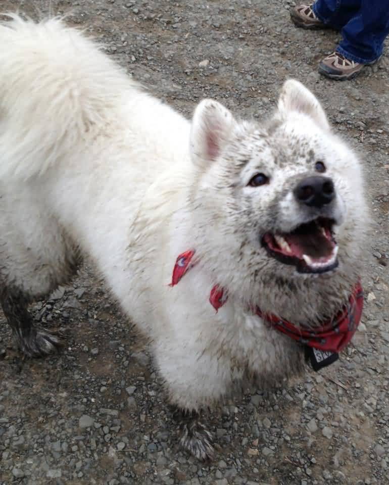 Samoyed Dog After Playing With Mud