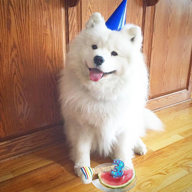 Samoyed Dog Celebrating Birthday