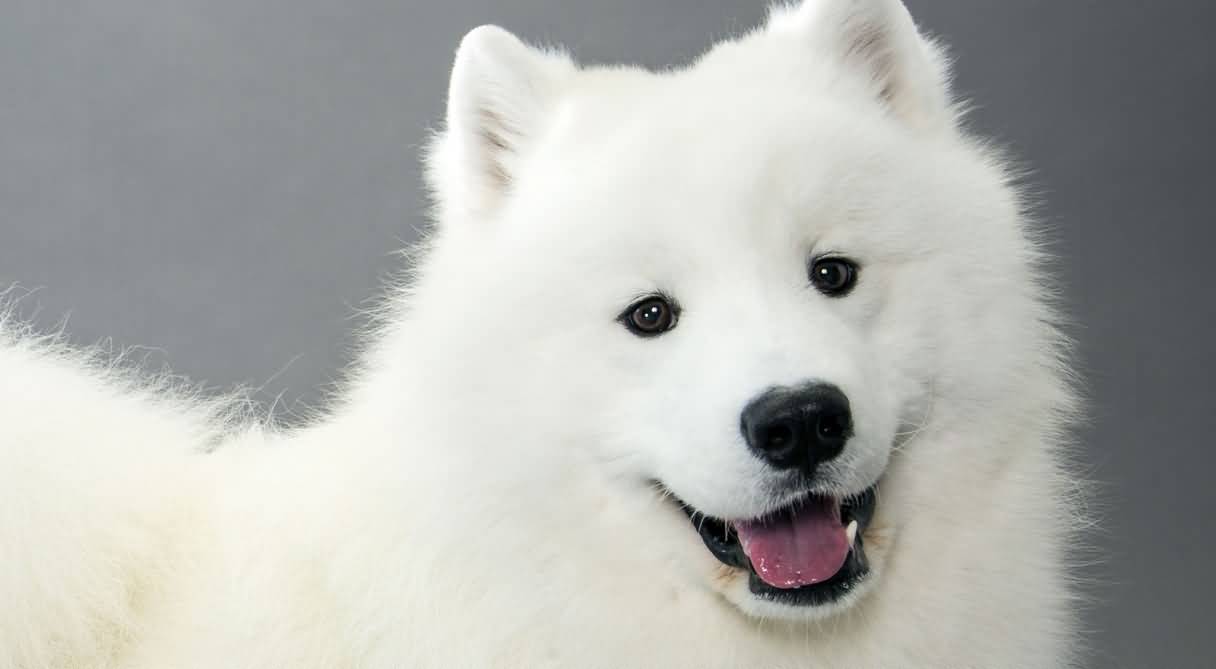 Samoyed Dog Face Picture