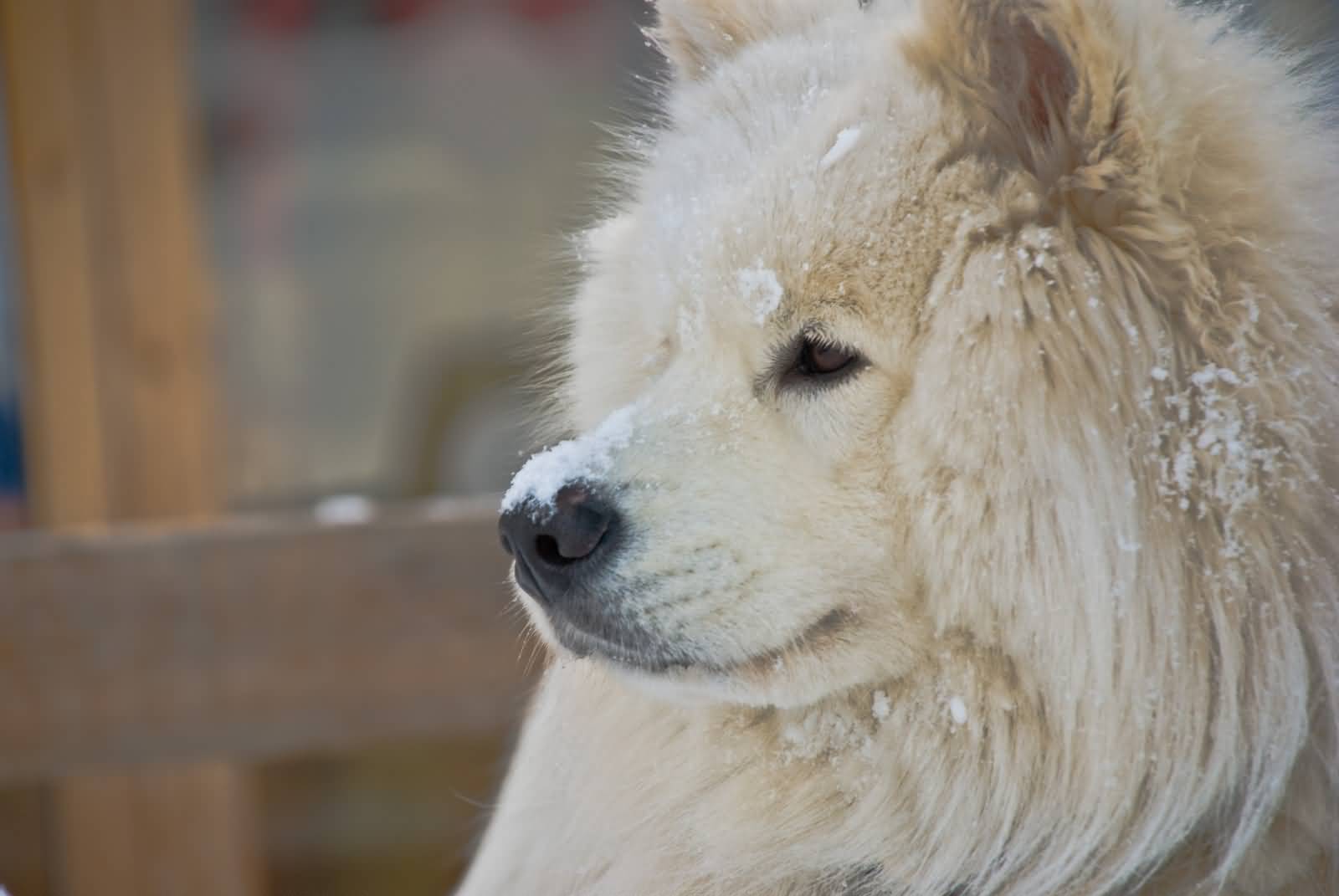 Samoyed Dog Face With Snow