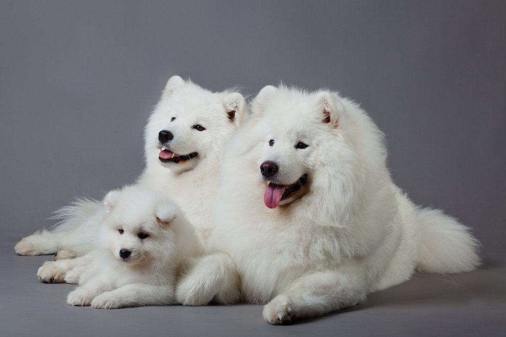 Samoyed Dog Family Picture