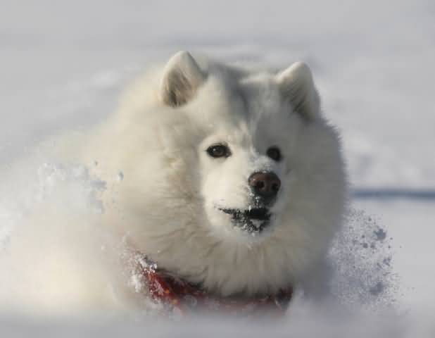 Samoyed Dog Playing With Snow