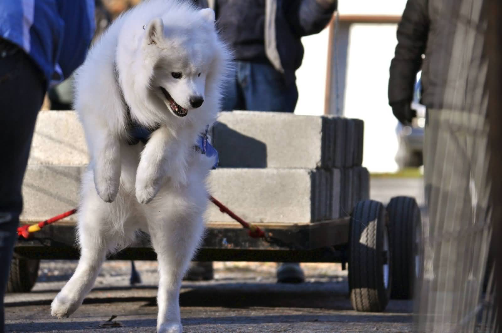 Samoyed Dog Pulling Blocks