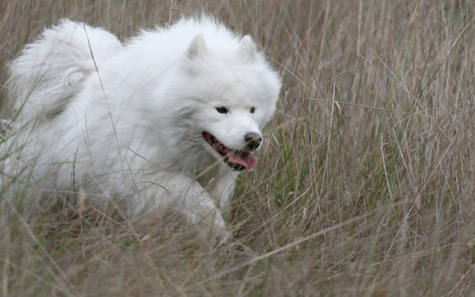 Samoyed Dog Running In Meadow