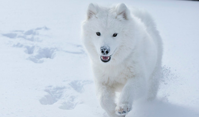 Samoyed Dog Running In Snow
