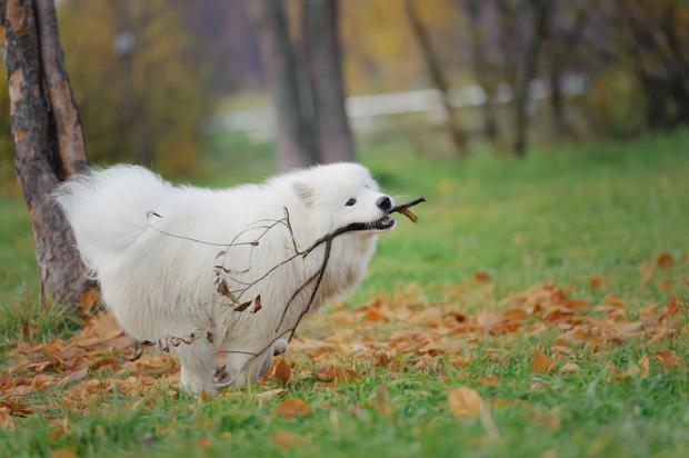 Samoyed Dog Running In Park With Stick In Mouth