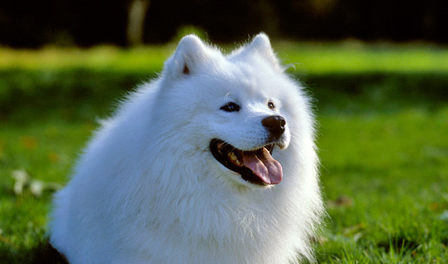 Samoyed Dog Sitting On Grass With Open Mouth