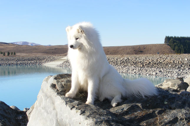 Samoyed Dog Sitting On Rock
