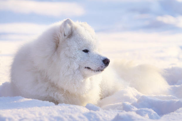 Samoyed Dog Sitting On Snow