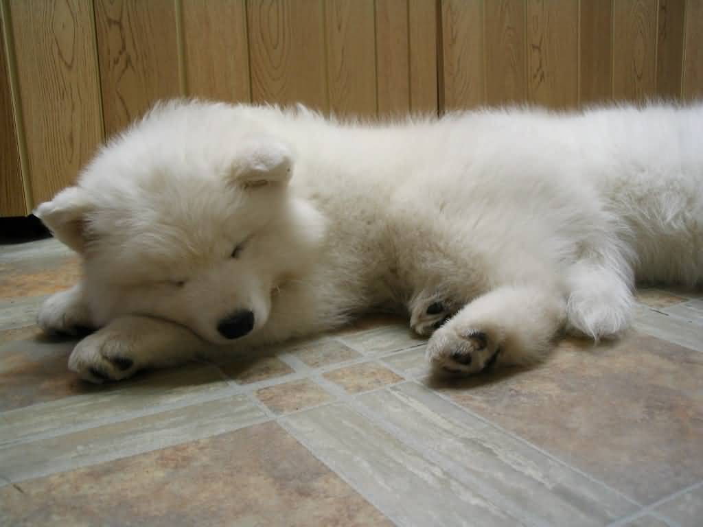Samoyed Dog Sleeping